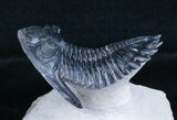 Flying Hollardops Trilobite - Great Preservation #3968-2